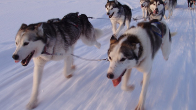 Huskytouren Nationalpark Fulufjllet Schweden